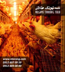 فروش مرغ هلندی پایان دوره